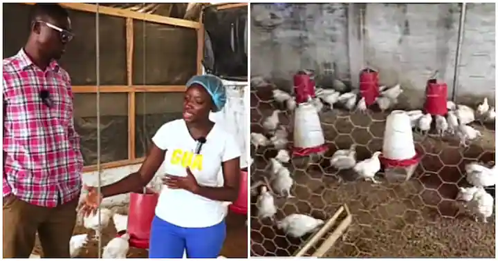 Female Graduate Who Went Into Poultry Farming Business Over Unemployment, Shares Her Success Story